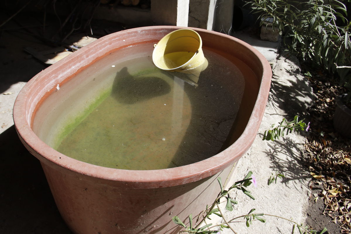 El Aedes aegypti se reproduce en recipientes con agua limpia estancada | Foto: Agencia Enfoque