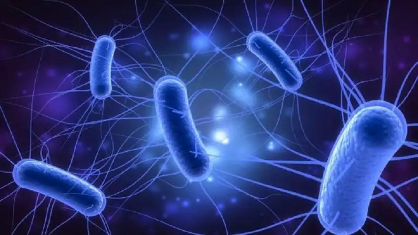 Bacteria come carne: qué es, cuáles son sus síntomas y cómo se contrae 3 ¿Qué es la bacteria come carne y cuáles son sus síntomas?