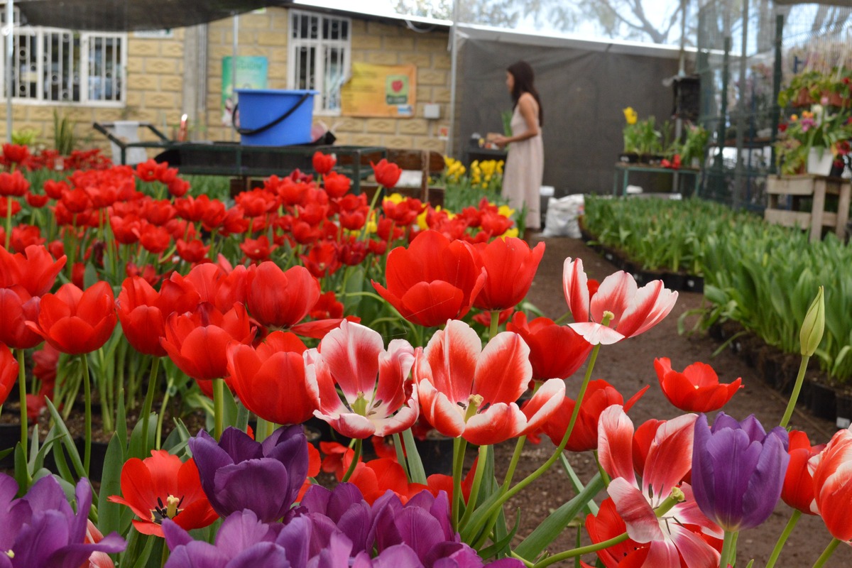 Alcaldesa de Atlixco compró flores