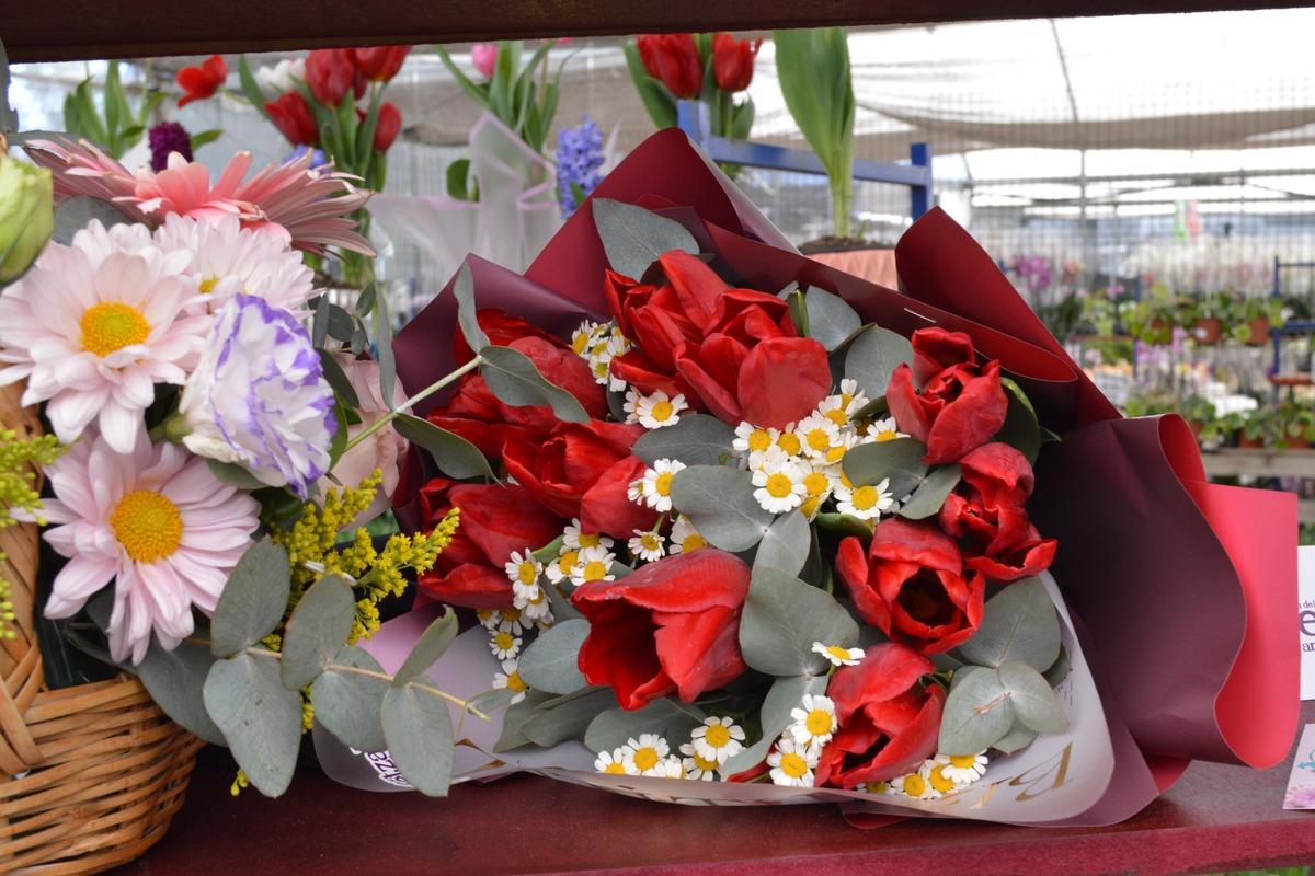 La producción de tulipán, cempasúchil y girasol en Atlixco generó millones de pesos en 2025 | Foto: Agencia Enfoque