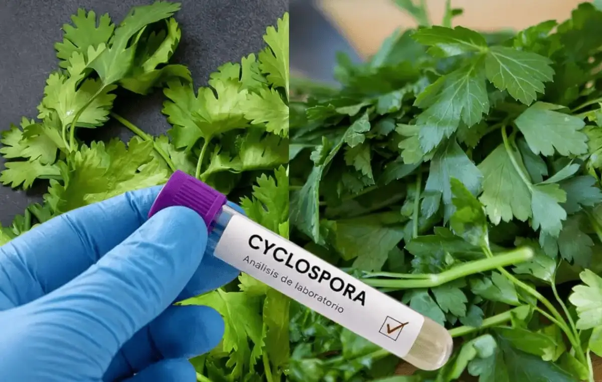 Confirman 33 casos de ciclosporiasis en México