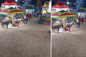 Joven patea a un pony en la feria en San Luis Potosí