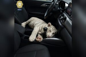 Cachorro de tigre de bengala asegurado en Iztapalapa | Foto: SSC CDMX