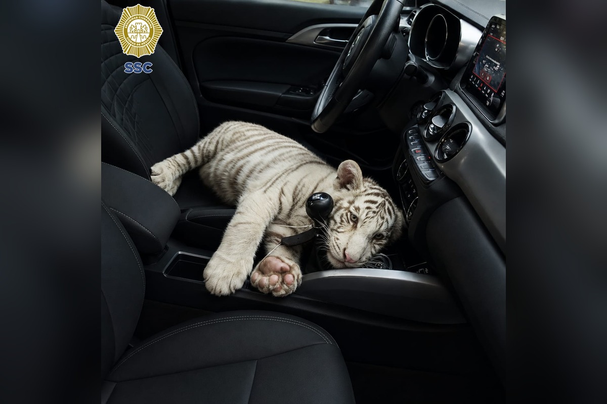 Detienen en Iztapalapa a conductor que transportaba un cachorro de tigre de bengala 6 Cachorro de tigre de bengala asegurado en Iztapalapa | Foto: SSC CDMX