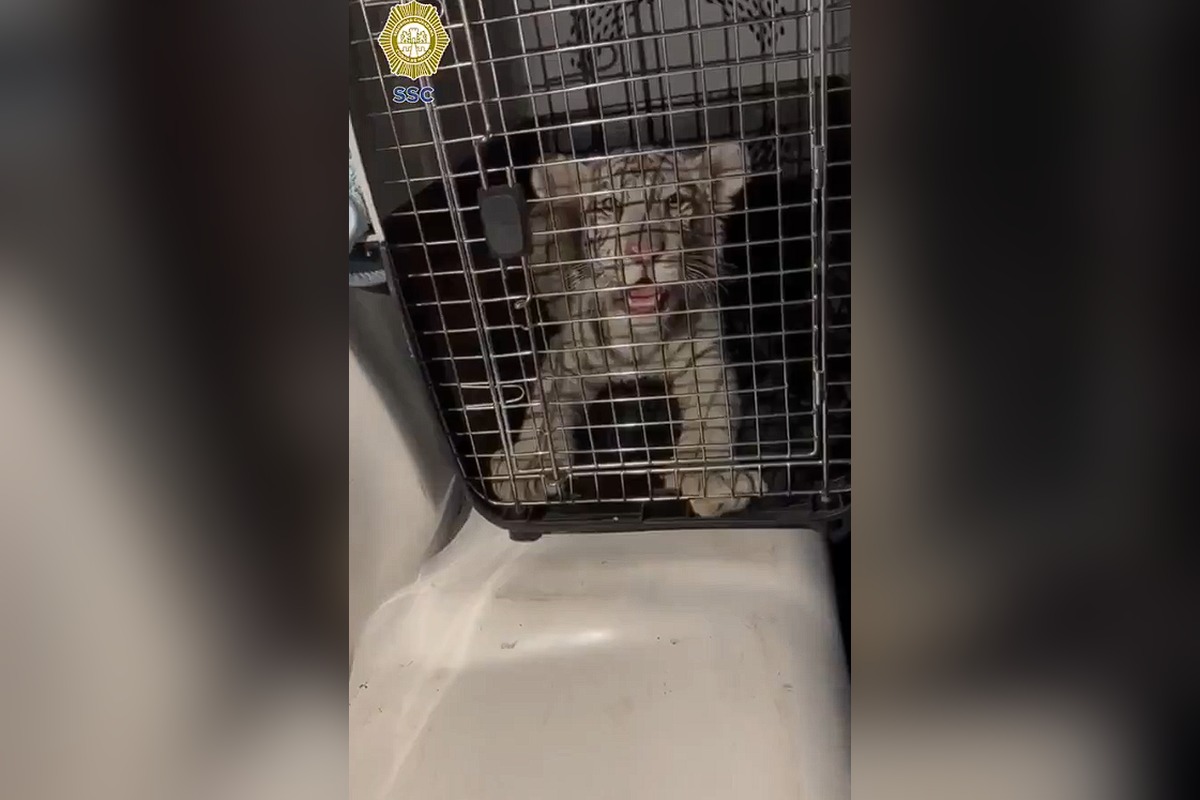 Cachorro de tigre de bengala trasladado por la Brigada de Vigilancia Animal | Foto: SSC CDMX