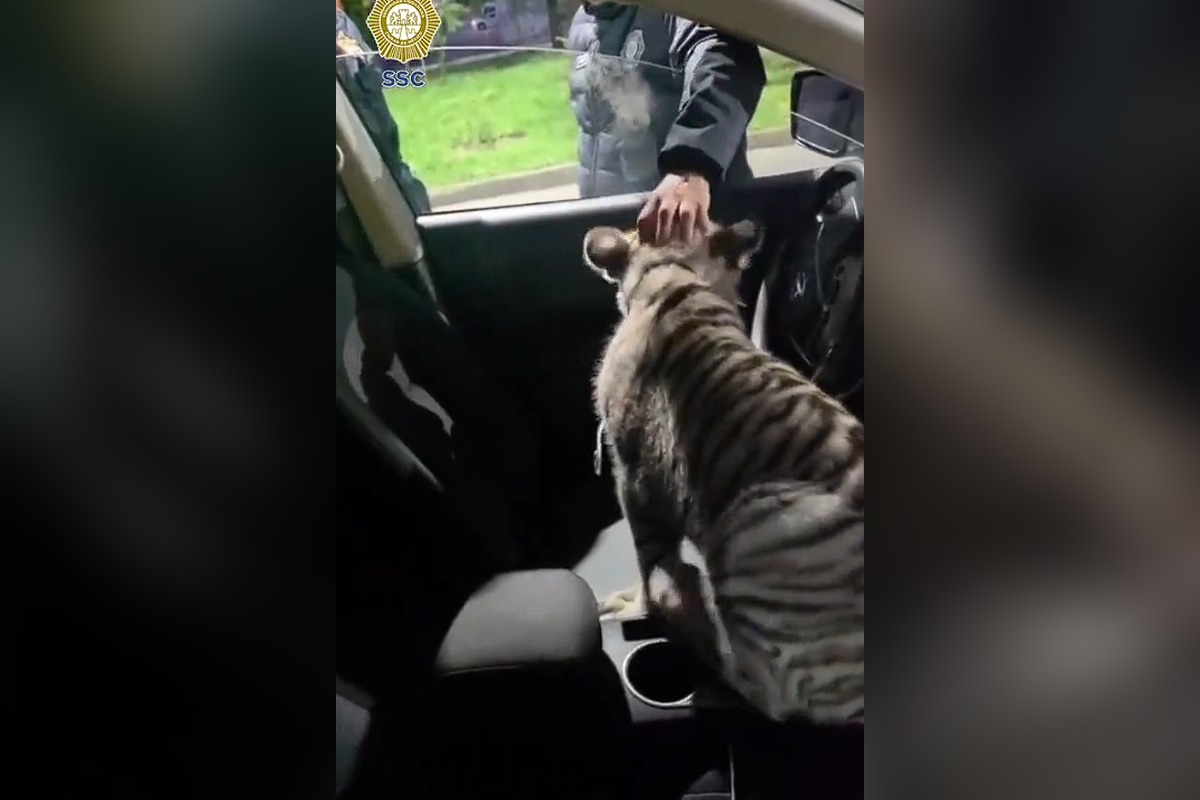 Cachorro de tigre de bengala asomado por la ventanilla del vehículo asegurado | Foto: SSC CDMX