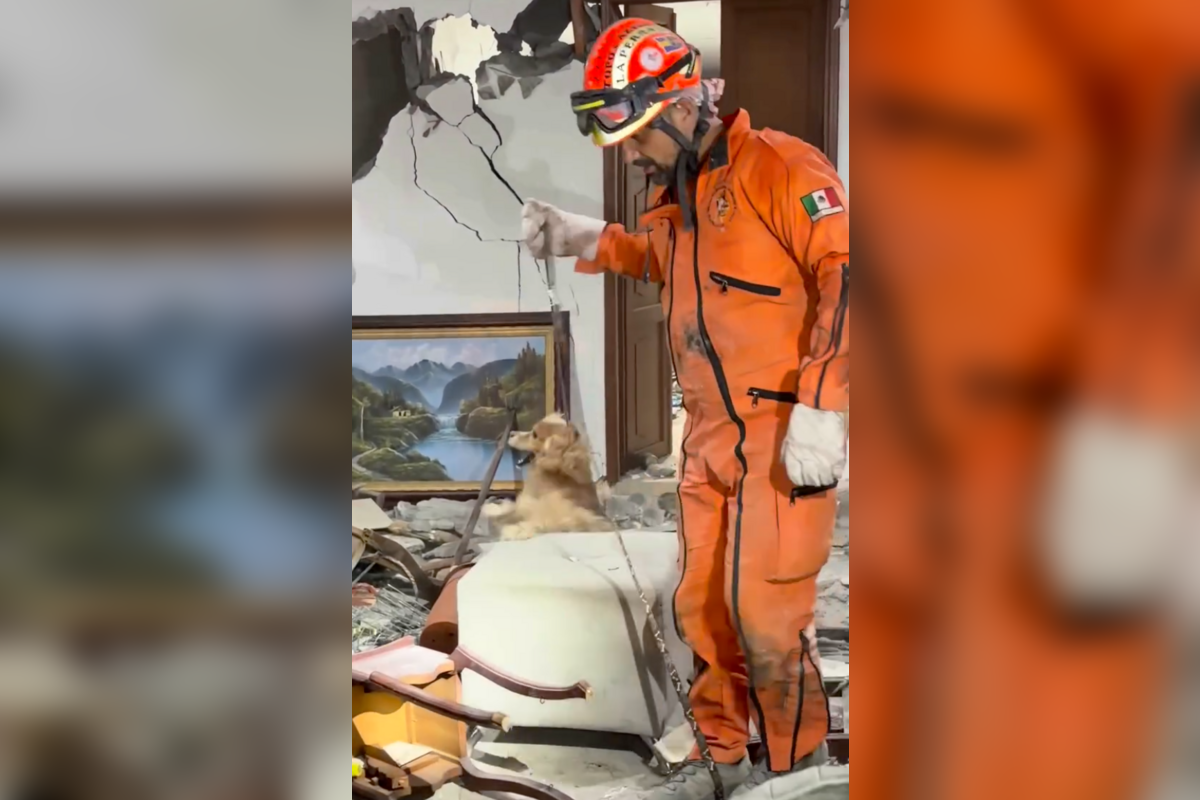 Topos Azteca rescató a Zeus, un perrito atrapado entre los escombros del terremoto en Colombia | Foto: Cortesía
