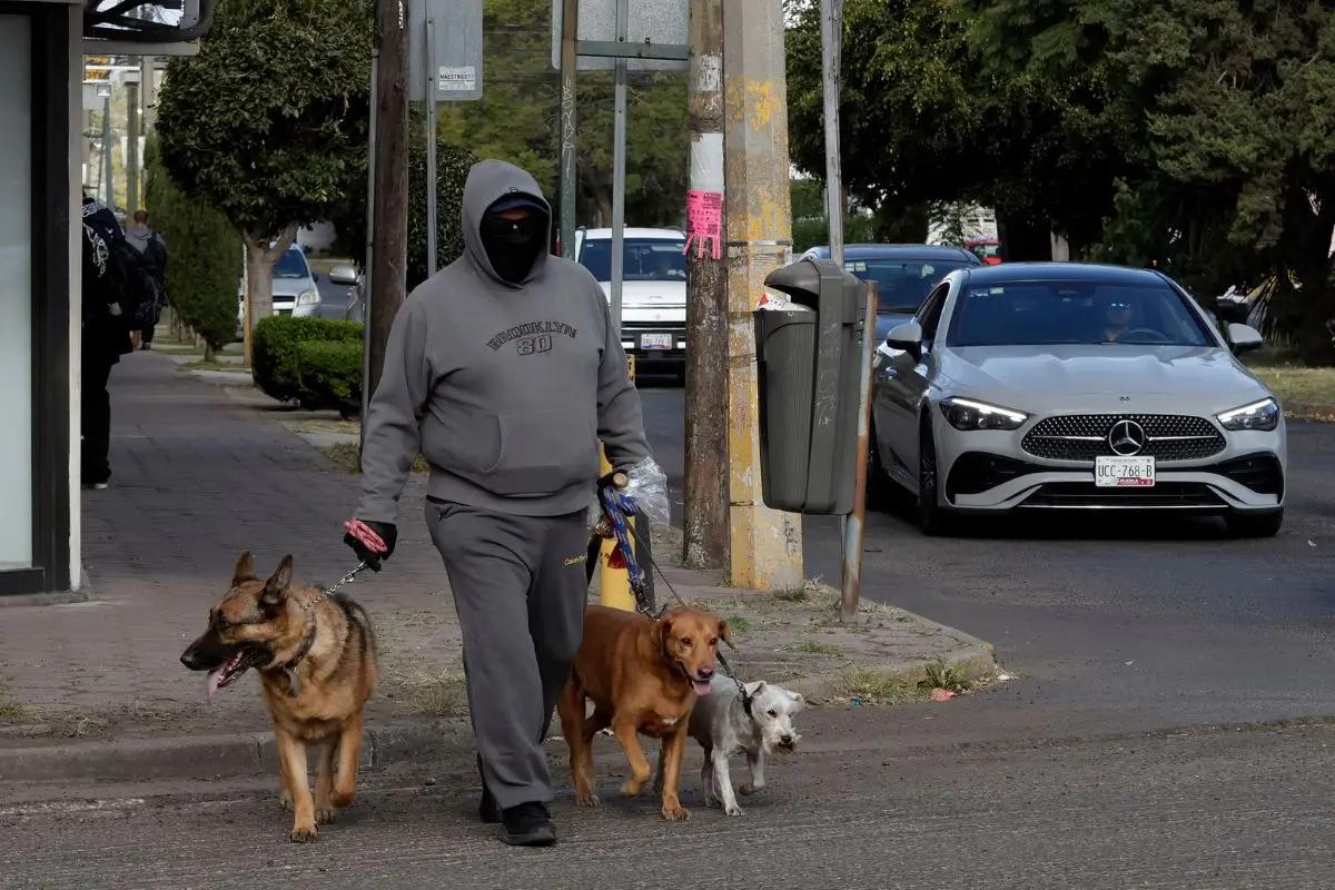 IBA presentará 34 denuncias por maltrato animal en Puebla 3 IBA presentará 34 denuncias de maltrato animal en Puebla
