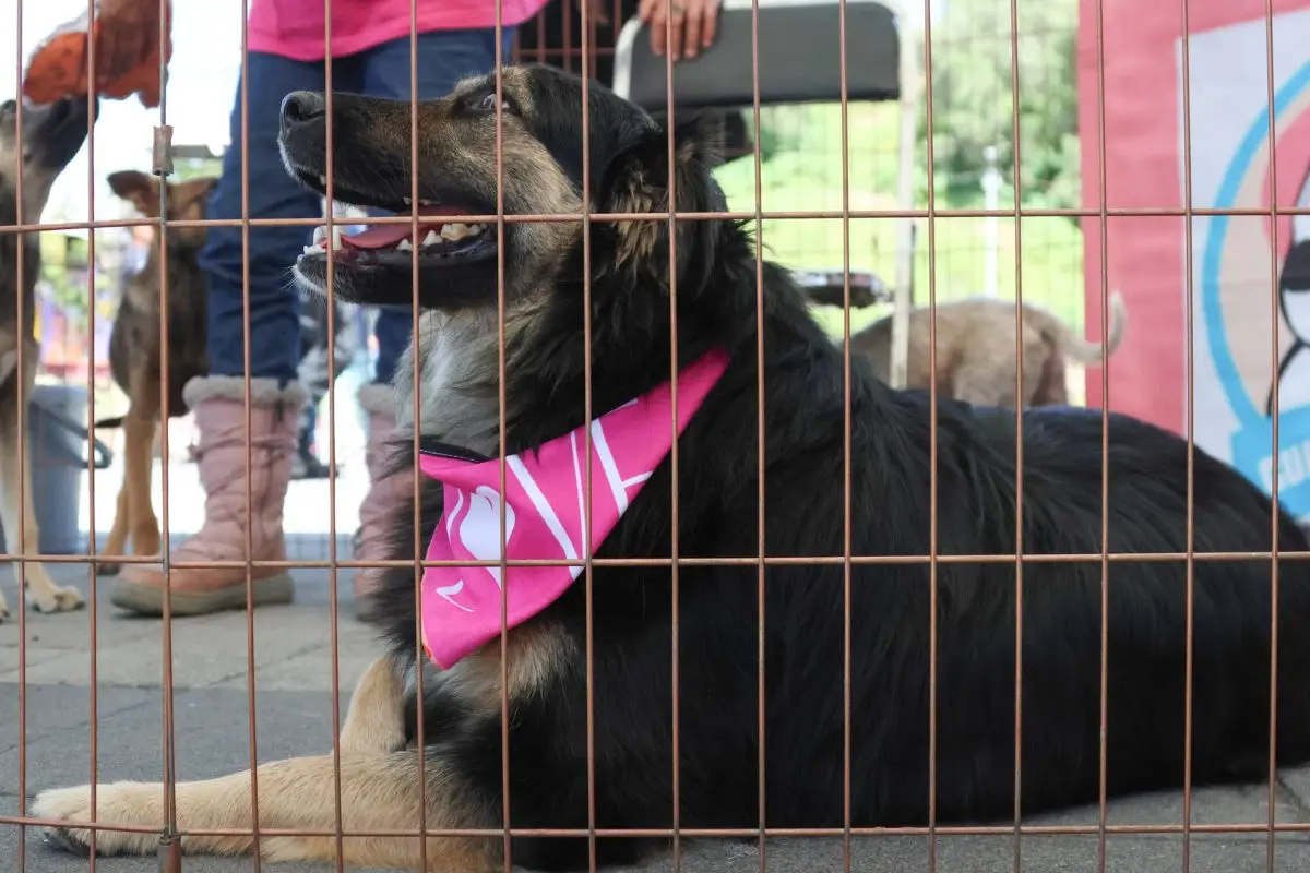IBA presentará 34 denuncias por maltrato animal en Puebla 2 IBA presentará 34 denuncias de maltrato animal en Puebla
