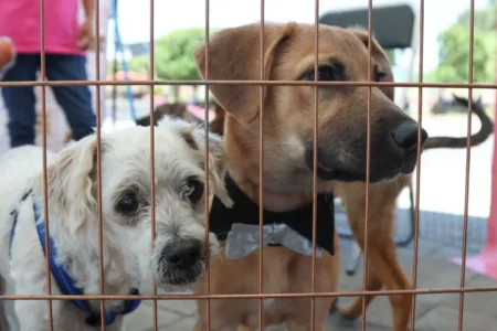 IBA presentará 34 denuncias de maltrato animal en Puebla