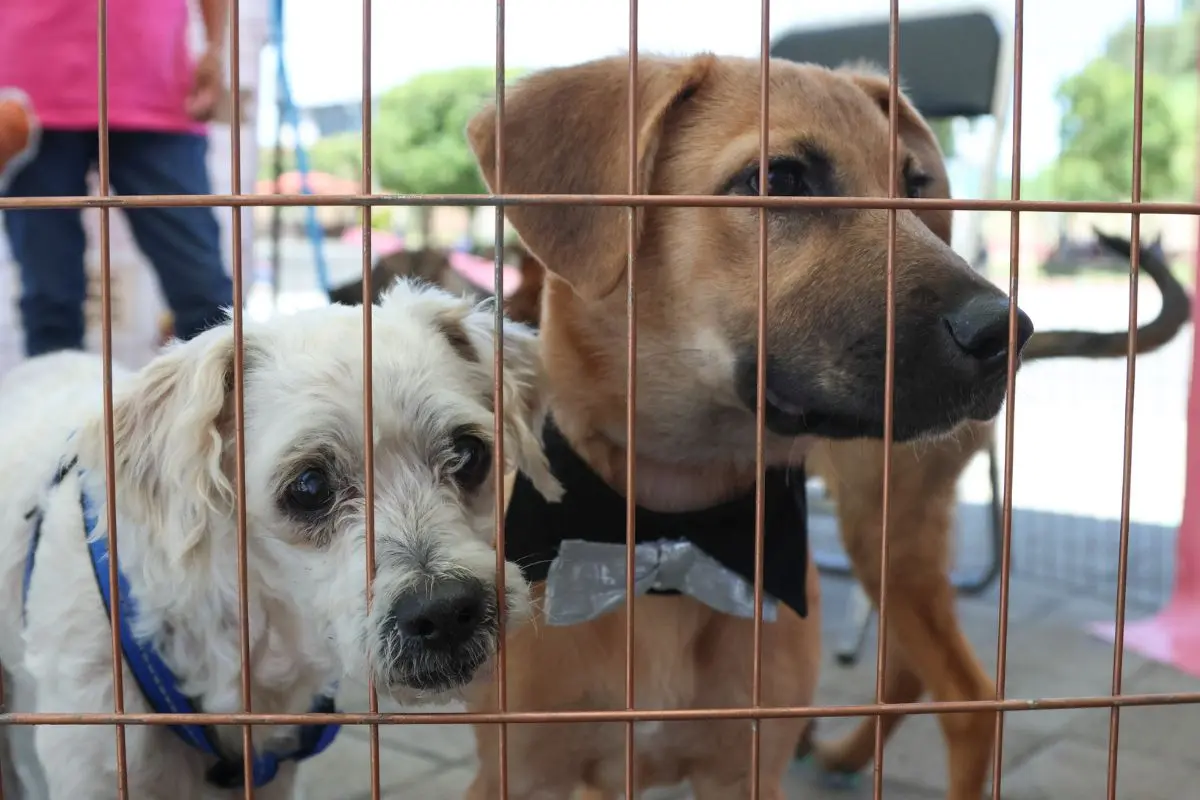 IBA presentará 34 denuncias de maltrato animal en Puebla