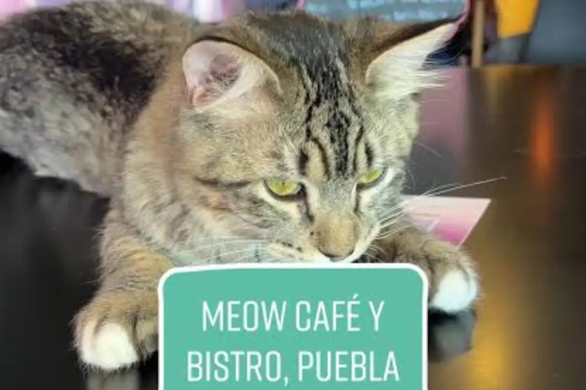 Meow Café de Puebla necesita ayuda para refugiar 18 gatos