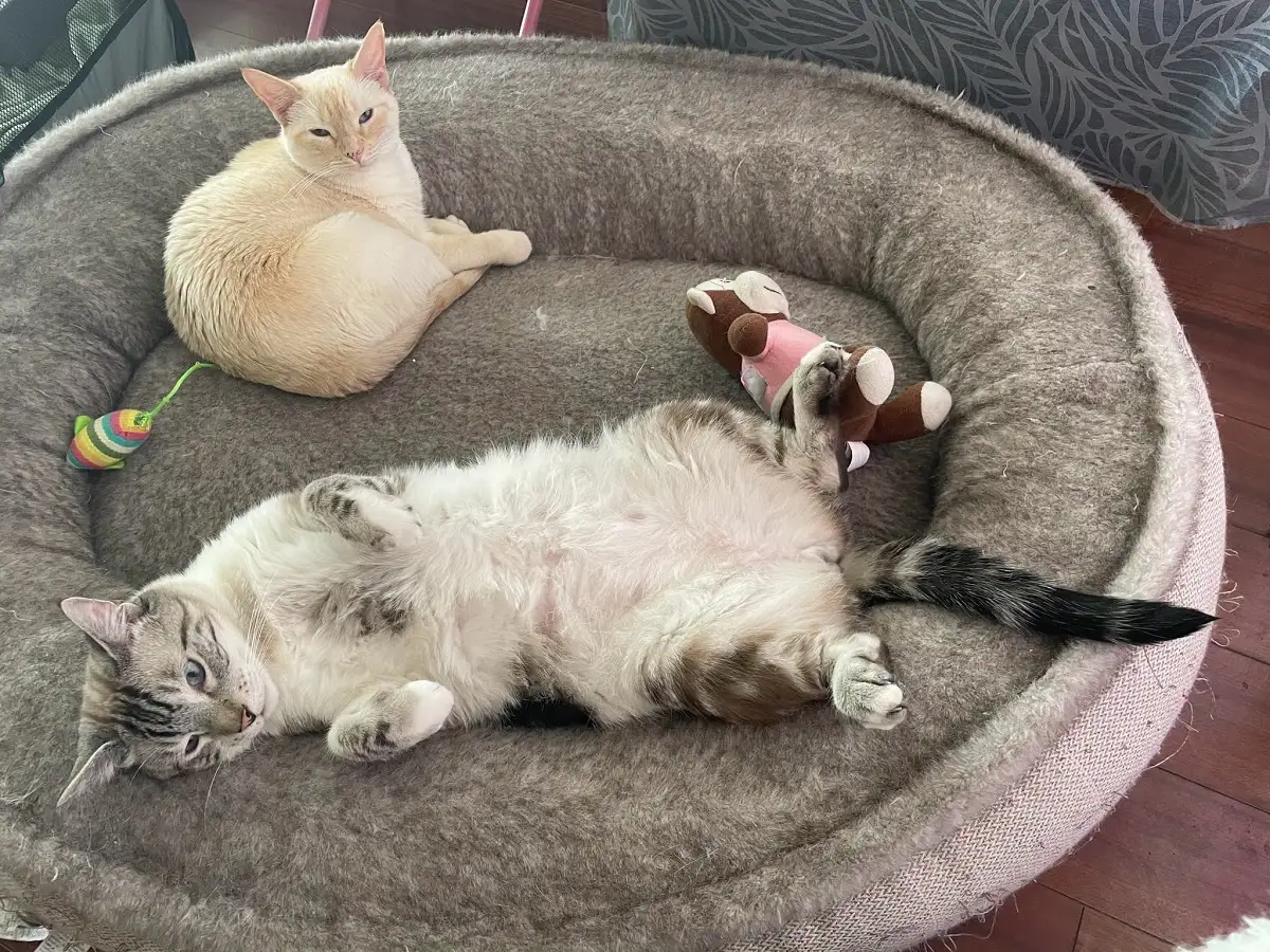 Meow Café de Puebla necesita ayuda para refugiar 18 gatos