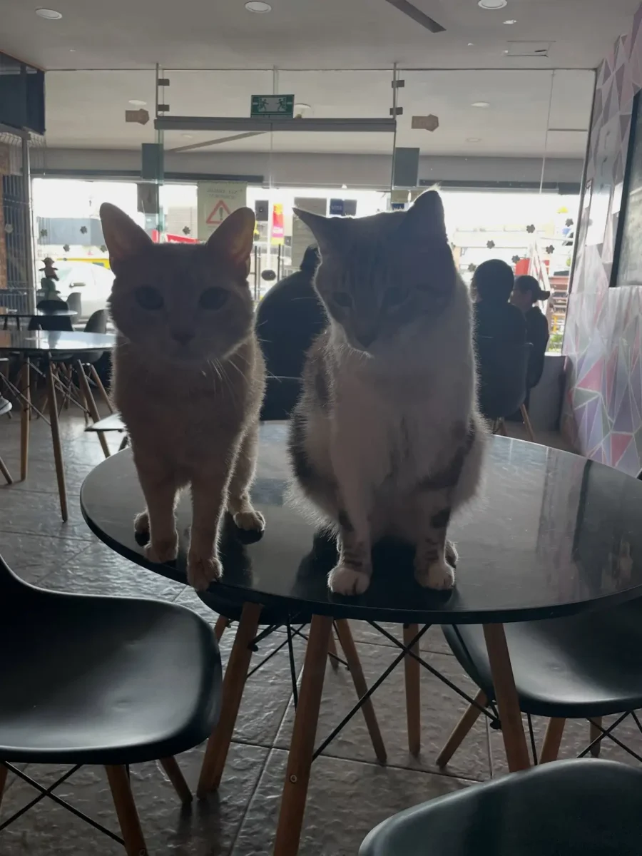 Meow Café de Puebla necesita ayuda para refugiar 18 gatos
