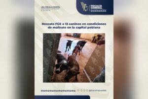 FGE rescata 13 caninos en Puebla en la colonia Villa Verde II | Foto: FGE Puebla