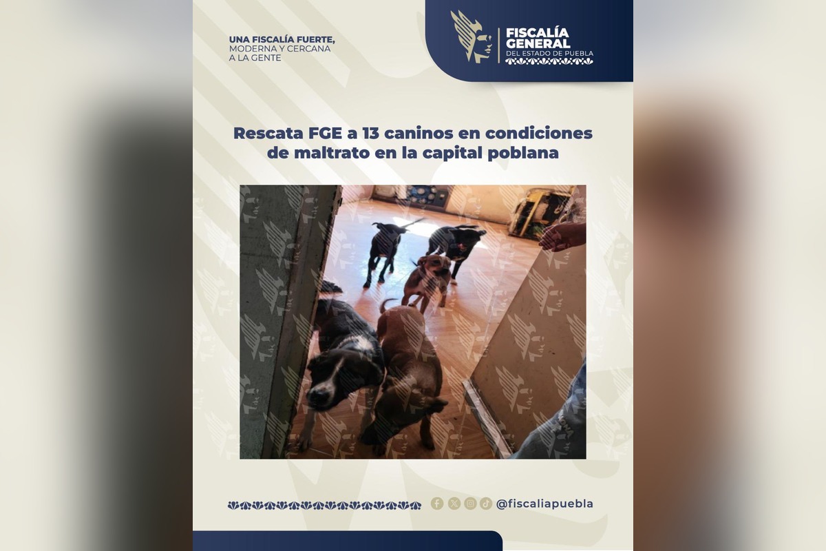 FGE rescata 13 caninos en Puebla en la colonia Villa Verde II | Foto: FGE Puebla