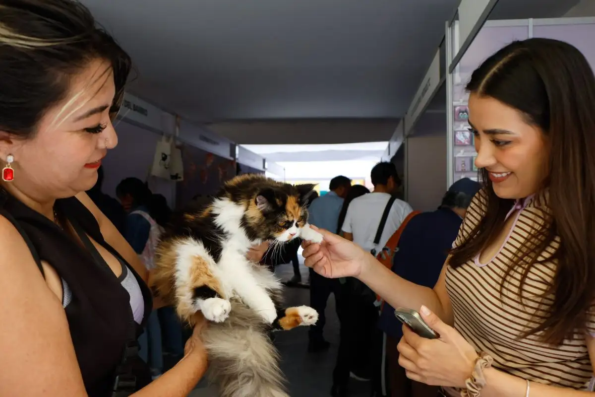 Así fue el Michi Fest 2026 en Puebla: arena, alimentos y ropa