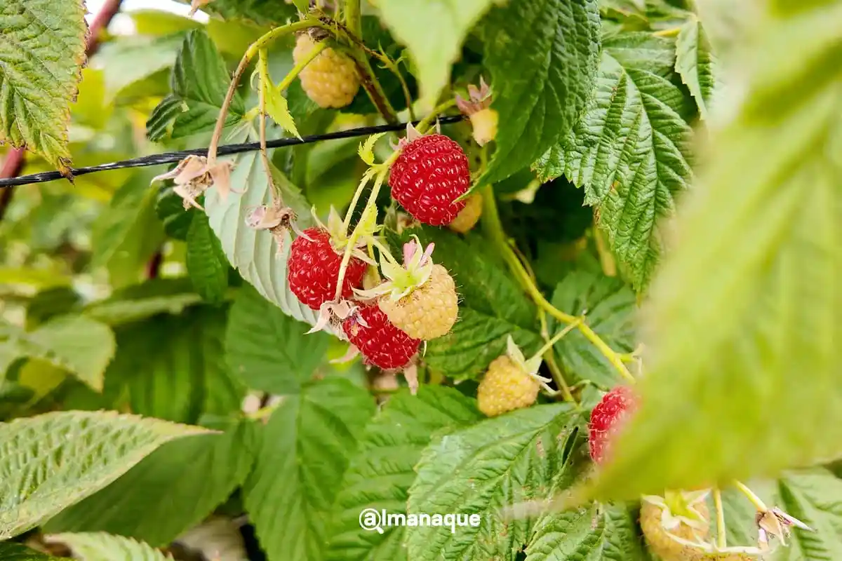 Ruta de las Berries de Huejotzingo: fechas, precios y lo que encontrarás 4 Ruta de las Berries de Huejotzingo 2
