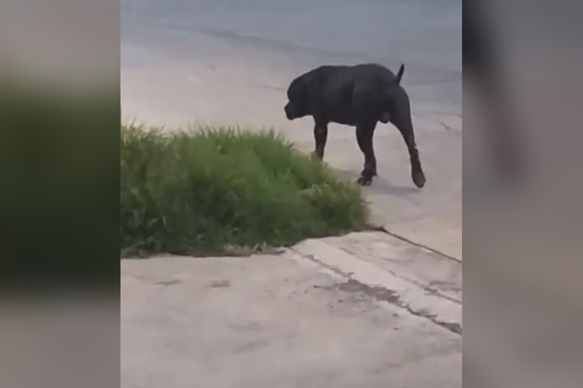 Ataque de perro en Bosques de Chapultepec deja gravemente herida a una mujer 2 El perro que atacó a la mujer suele estar suelto en la zona, según vecinos | Foto: Cortesía