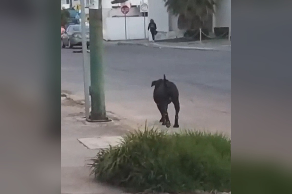 Ataque de perro en Bosques de Chapultepec deja gravemente herida a una mujer 3 Vecinos piden a las autoridades actuar tras el ataque de perro en Bosques de Chapultepec | Foto: Cortesía