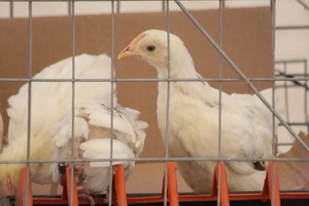 Ayuntamiento de Zacatlán entrega aves de postura en apoyo de la economía familiar
