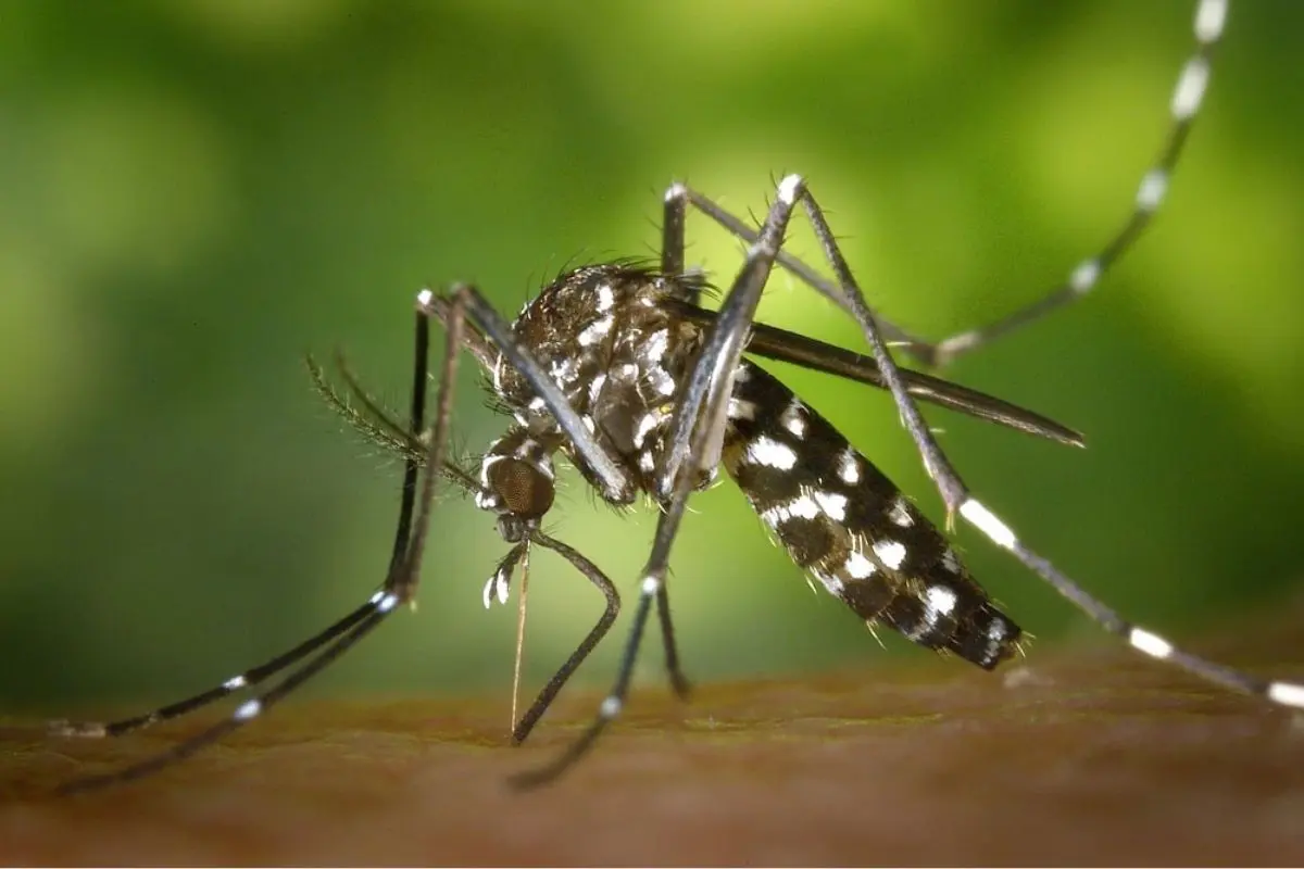 ¿Qué es el virus del Nilo Occidental y cuáles son sus síntomas?