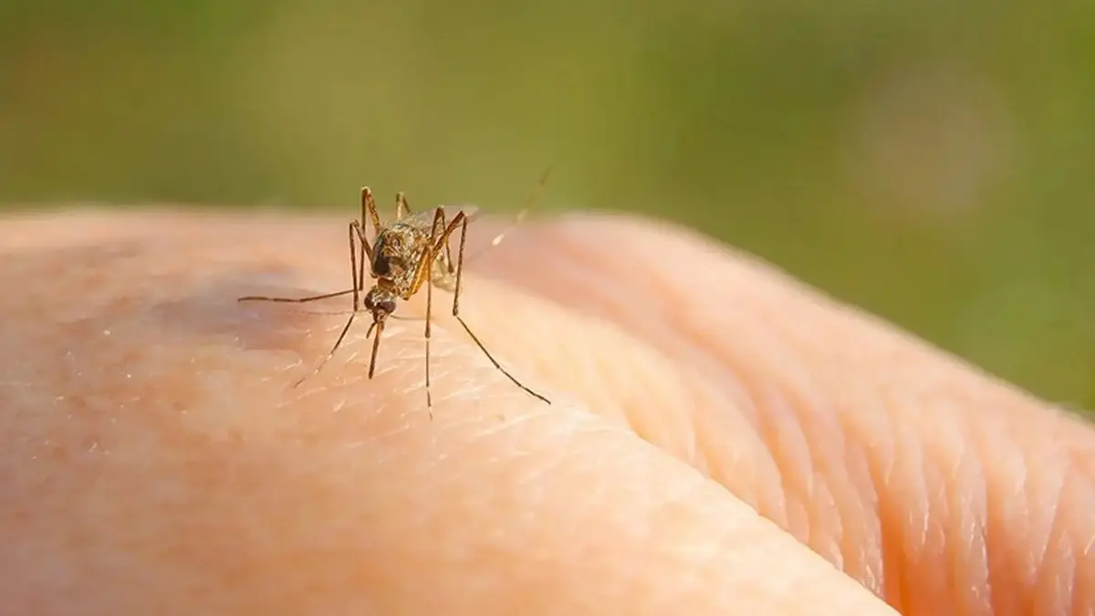 ¿Qué es el virus del Nilo Occidental y cuáles son sus síntomas?