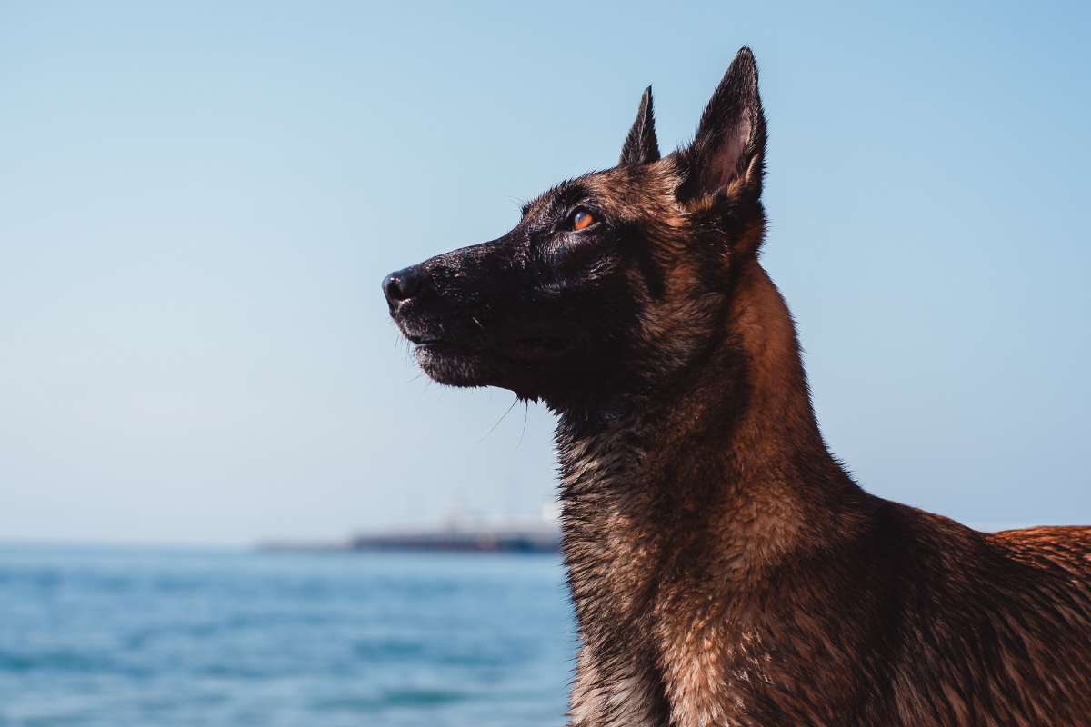 Vinculan a proceso a veterinario