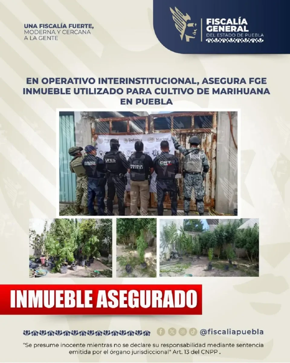 Aseguran inmueble donde sembraban marihuana en Puebla