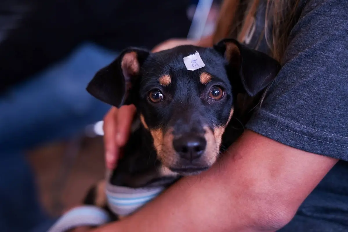 Lupita Cuautle promueve una cultura de respeto y bienestar animal