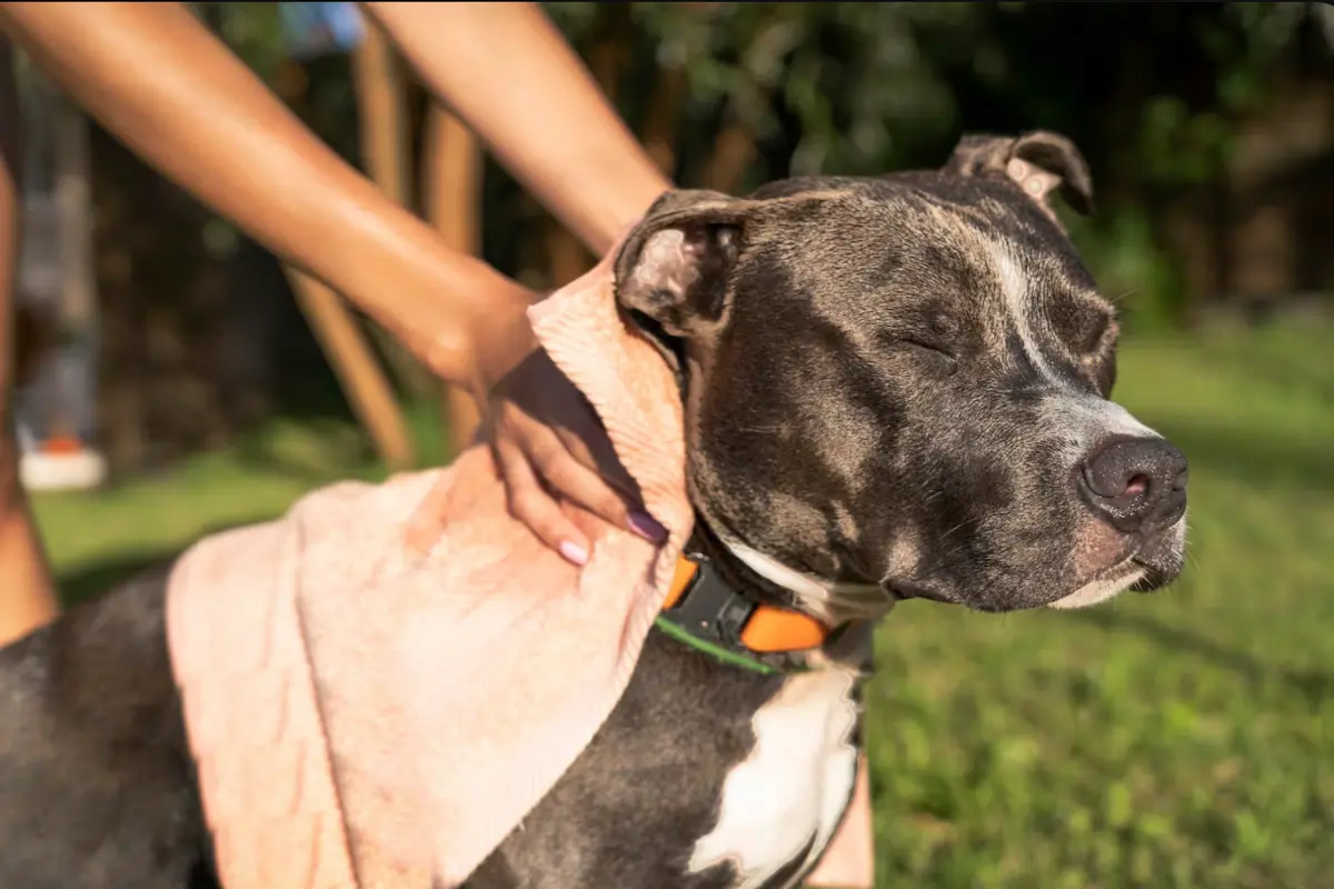 La piel de tu perro podría estar indicando un problema de salud