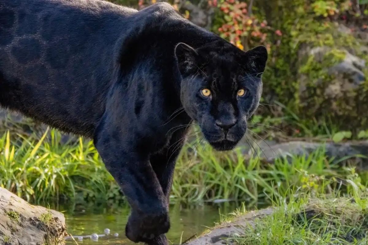 Reportan fuga de un jaguar melánico en Tihuatlán