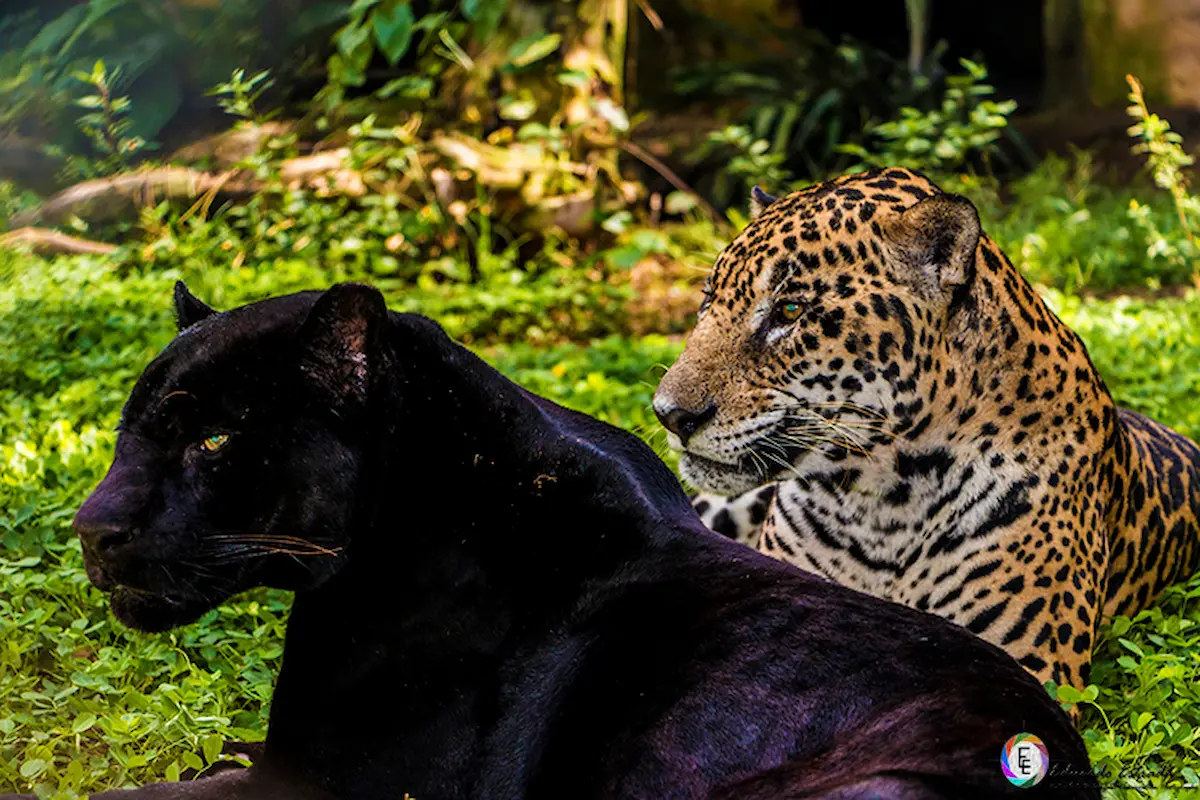 Reportan fuga de un jaguar melánico en Tihuatlán