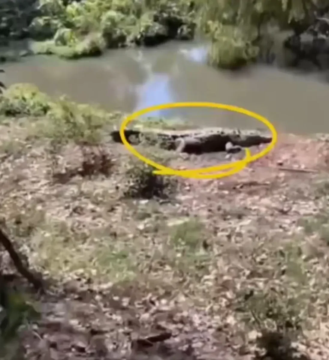 Captan un cocodrilo en la Laguna de San Baltazar