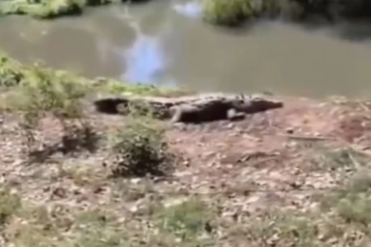 Captan un cocodrilo en la Laguna de San Baltazar