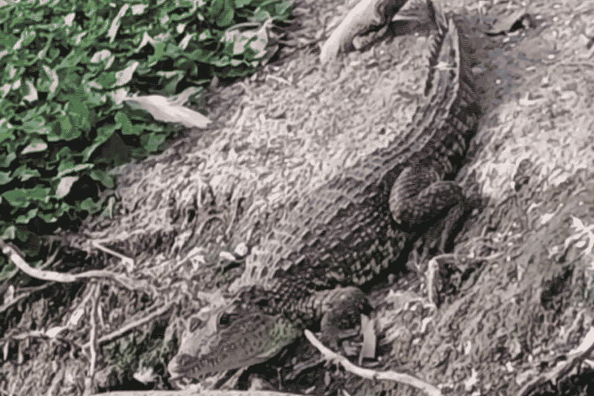 el cocodrilo de la laguna de san baltazar