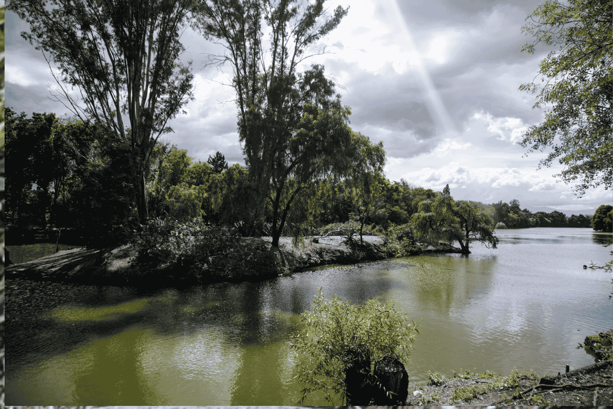 Imagen del cocodrilo de la Laguna de San Baltazar | Foto: Redes Sociales
