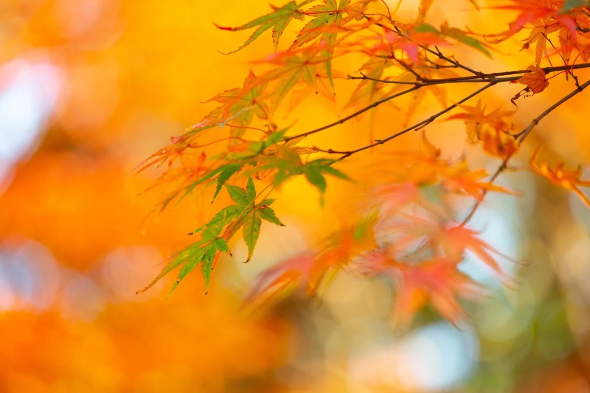 Así llega el otoño 2026 a México | Foto: Cortesía