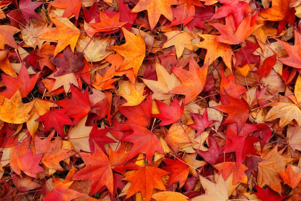 Cuándo empieza el otoño 2026 en México | Foto: Cortesía