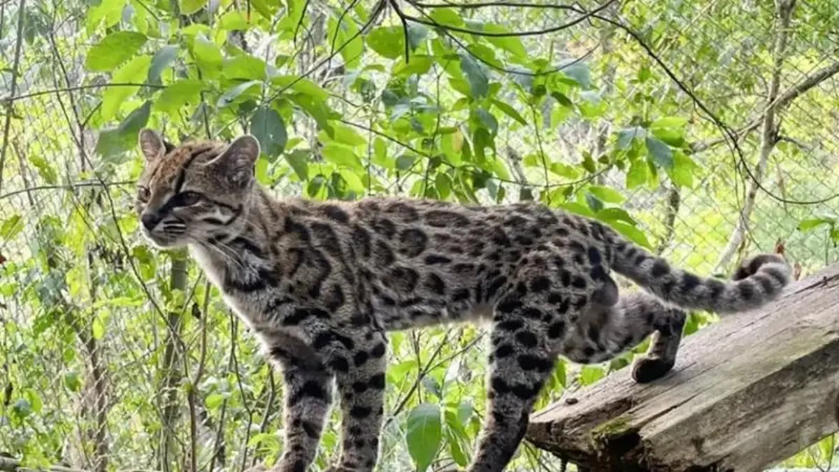 Descubren nueva especie de gato silvestre y así es
