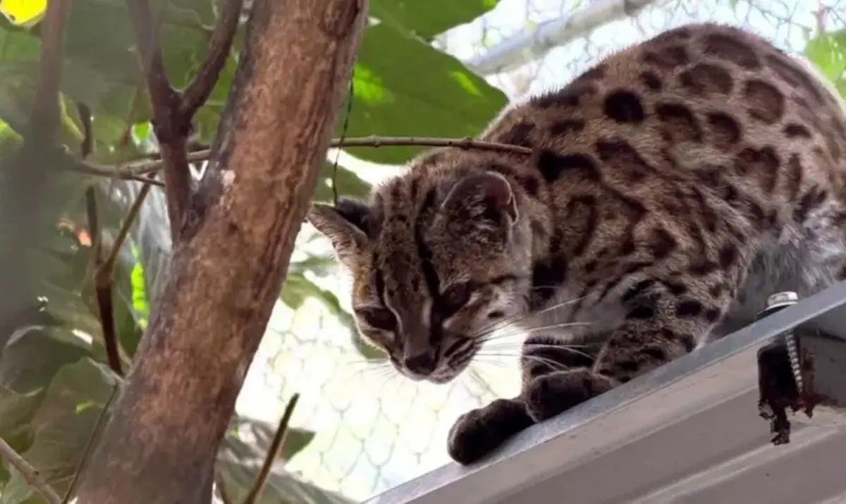 Descubren nueva especie de gato silvestre y así es