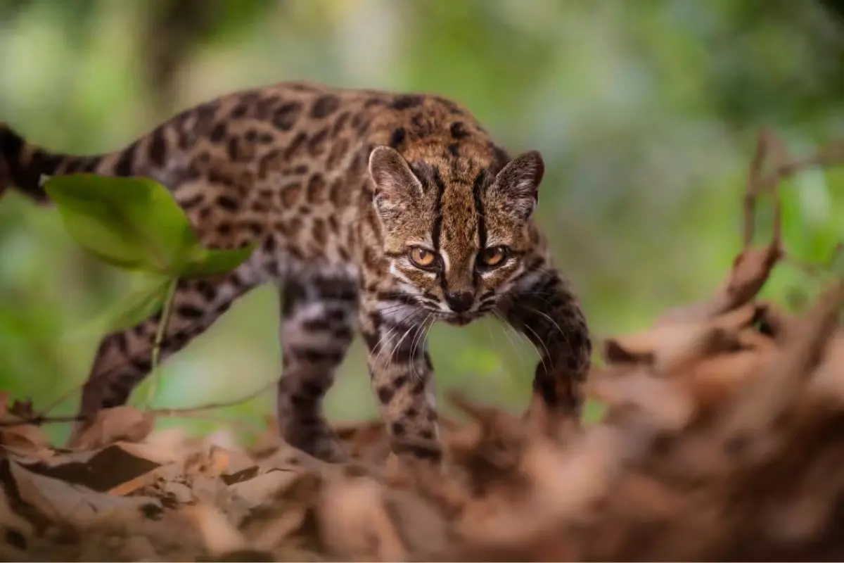 Descubren nueva especie de gato silvestre y así es