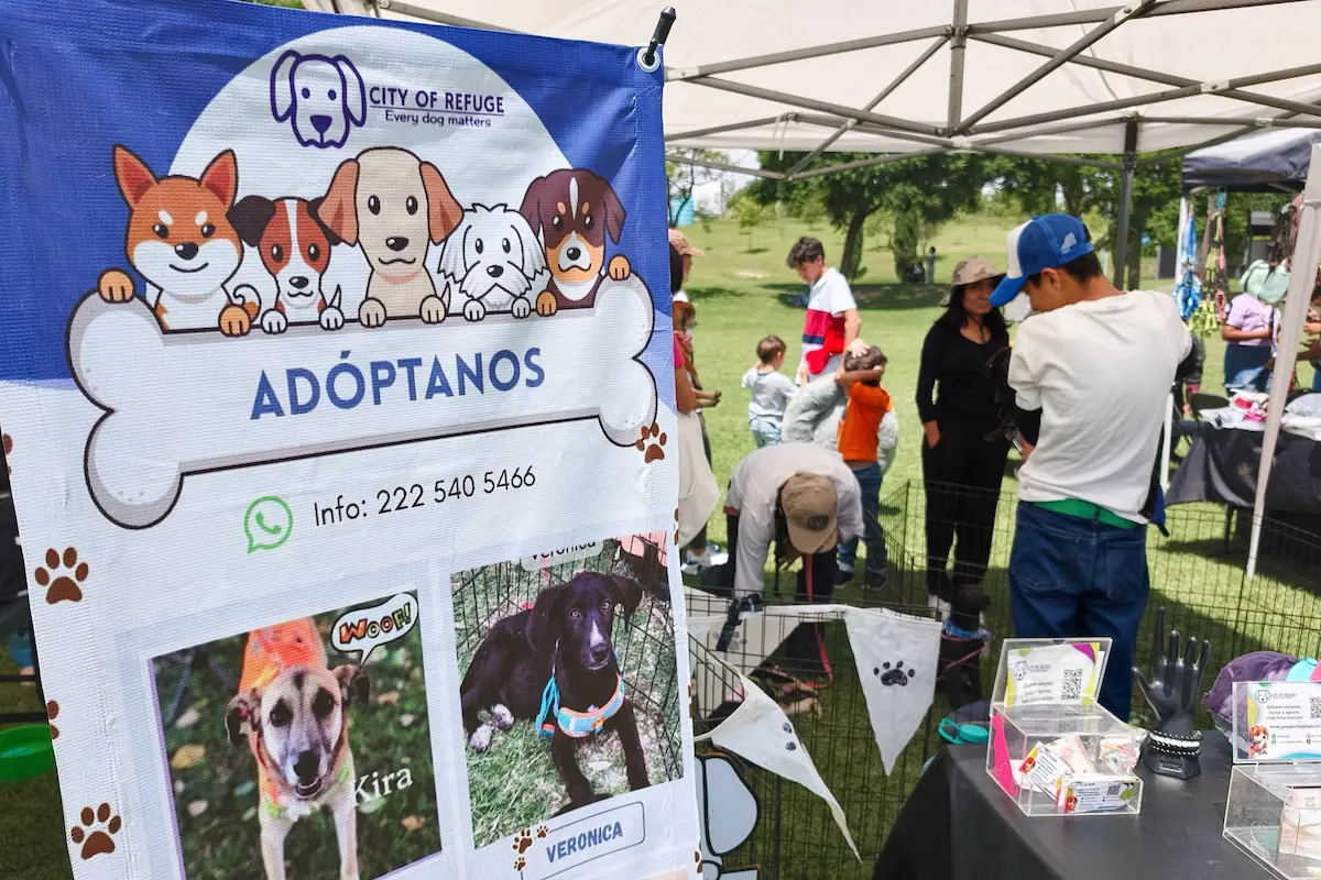 Guía para adoptar perros en Puebla