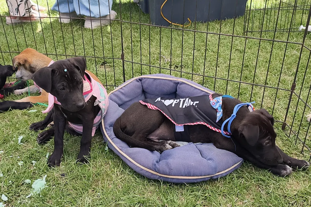 Guía para adoptar perros en Puebla