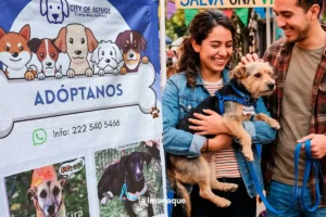 Guía para adoptar perritos en Puebla
