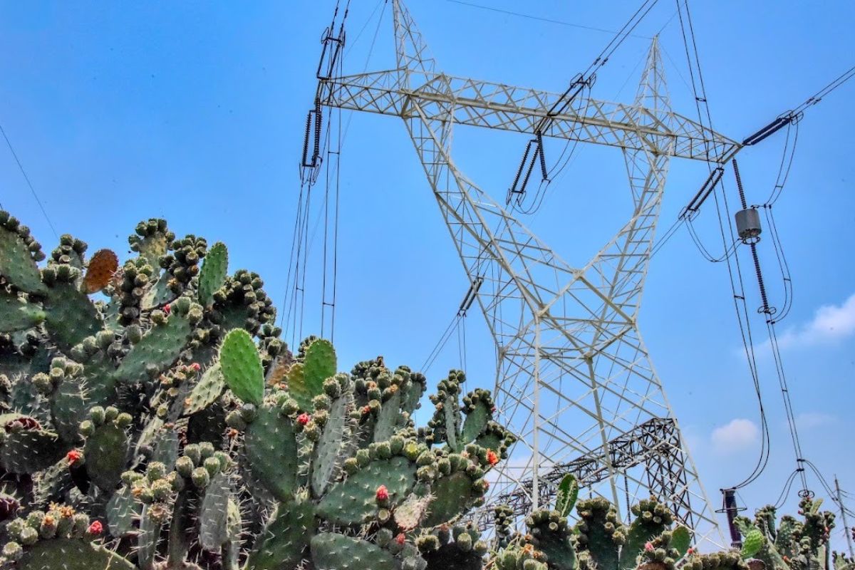 Torre de transmisión eléctrica entre nopales; la CFE programó el corte de luz del 24 de septiembre en Nuevo Morelos | Foto: CFE