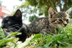 Refugio de gatos en Puebla busca casa en renta