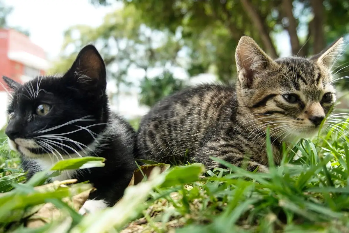 Refugio de gatos en Puebla busca casa en renta para resguardar a 50 ejemplares 6 Refugio de gatos en Puebla busca casa en renta