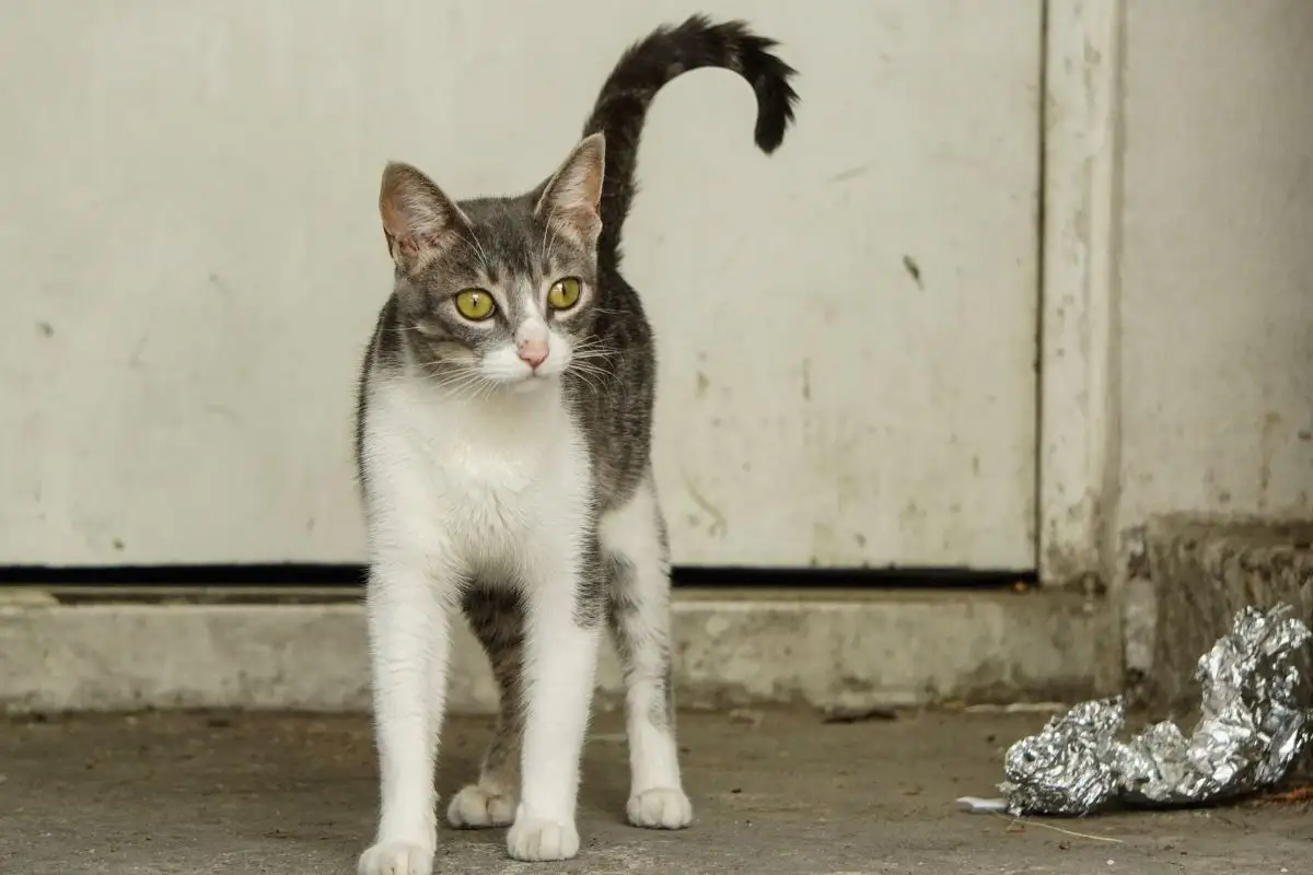 Refugio de gatos en Puebla busca casa en renta