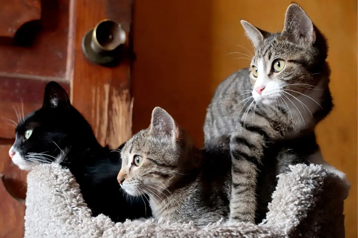 Refugio de gatos en Puebla busca casa en renta